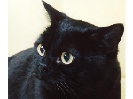 kuro-2.JPG