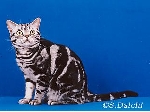 pica-pro-6.JPG