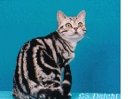 Ruby2.gif