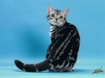 blackswan1 002.jpg